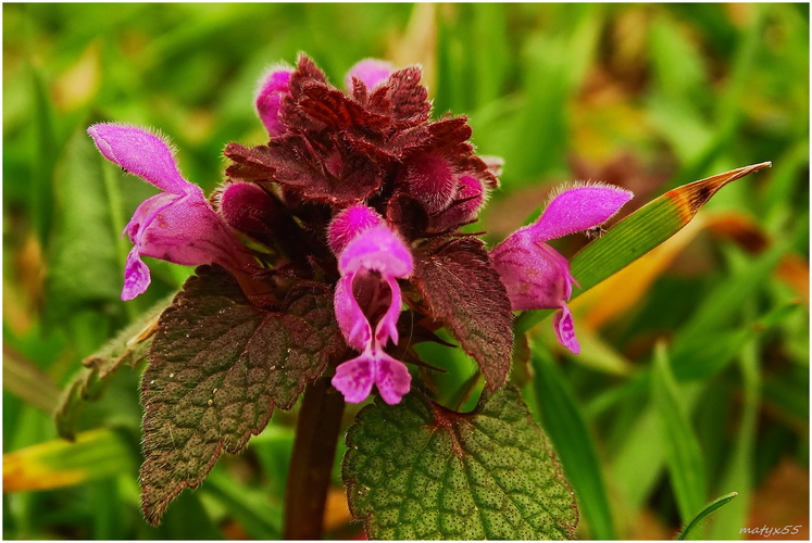 Hluchavka purpurová.