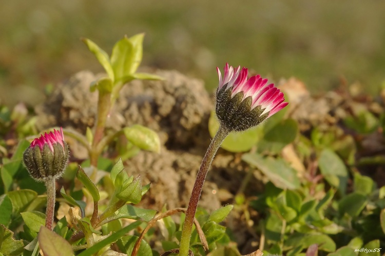 jar je tu III