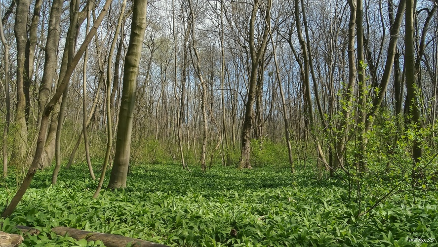 cesnakové kráľovstvo...