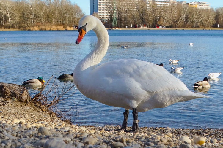 miestna kráska...