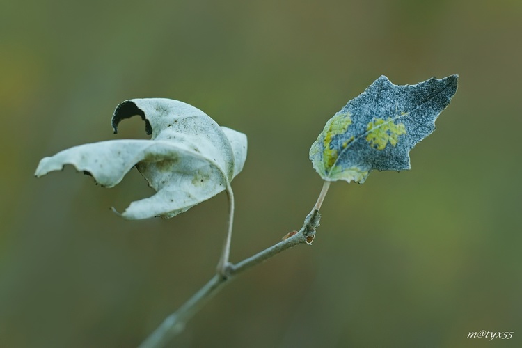 decembrová...