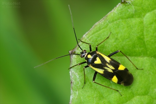 bzdocha "srdiečková" :) (Grypocoris sexguttatus)