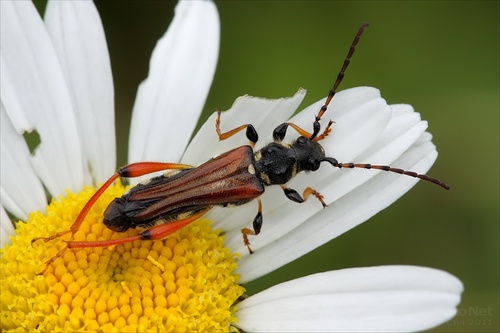 fuzáč (Stenopterus rufus)