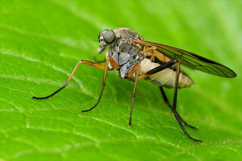 čakanie (Rhagio cf. tringarius)