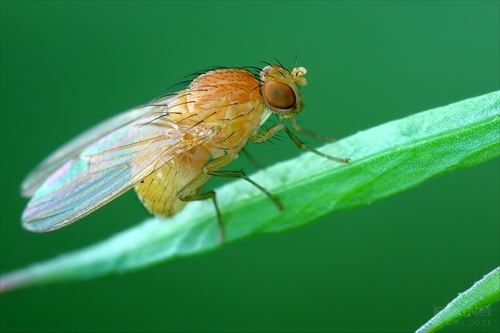 muška (Lyciella sp.)