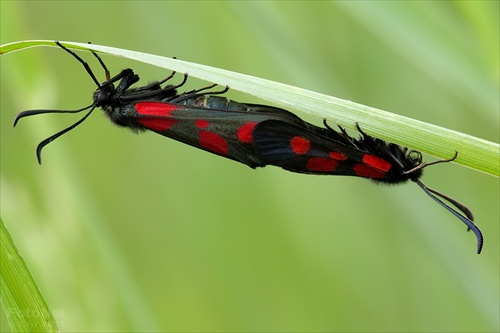 vretienka päťbodá (Zygaena lonicerae)