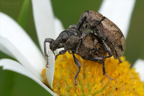 tvrdoň (Graptus cf. triguttatus)