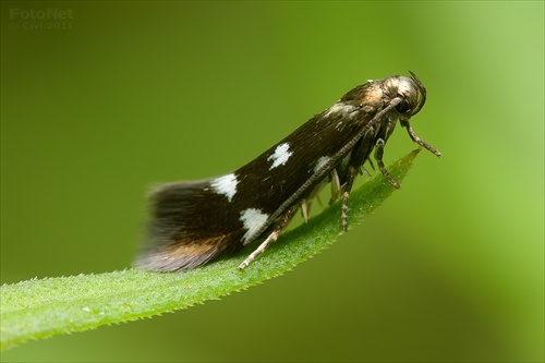 trávovček štvorbodý (Elachista quadripunctella)