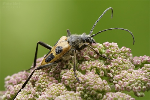 fuzáč štvorškvrnný (Pachyta quadrimaculata)