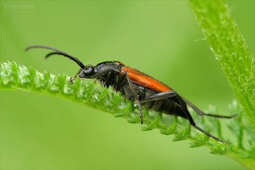 fuzáč kvetový (Stenurella melanura)