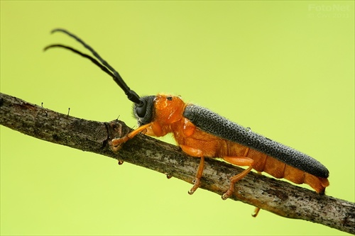 fuzáč dvojbodkový (Oberea oculata)