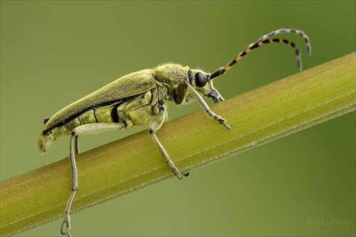 fuzáč zelený (Lepturobosca virens)