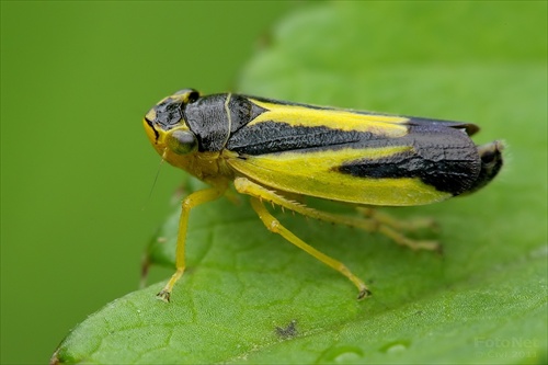 cikádka (Evacanthus interruptus)