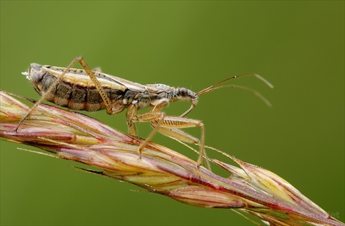 zákernica (Nabis rugosus)