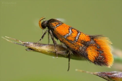 zdobka kôrová (Bisigna procerella)