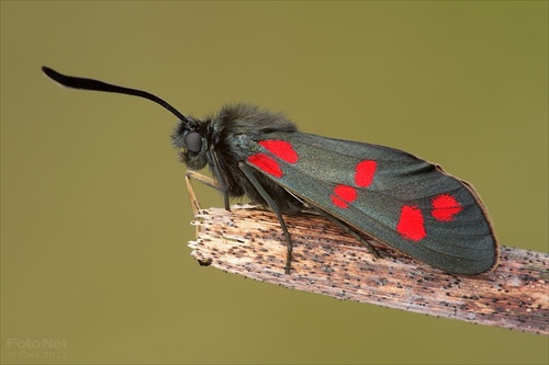 vratienka obyčajná (Zygaena filipendulae)