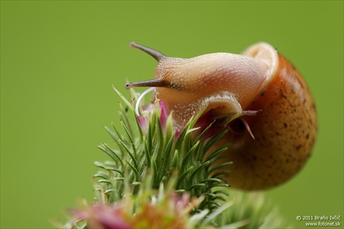 bacuľka krovinová (Fruticicola fruticum)