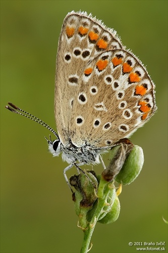 modráčik obyčajný (Polyommatus icarus)