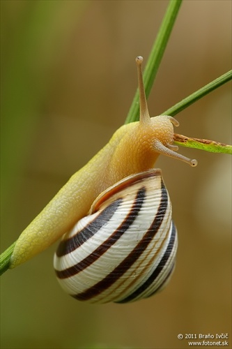 slimák pásikavý (Cepaea vindobonensis)