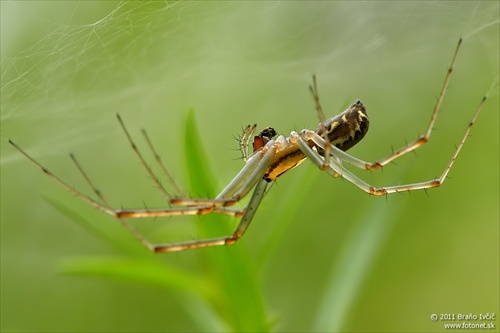 plachtárka (Linyphia triangularis)