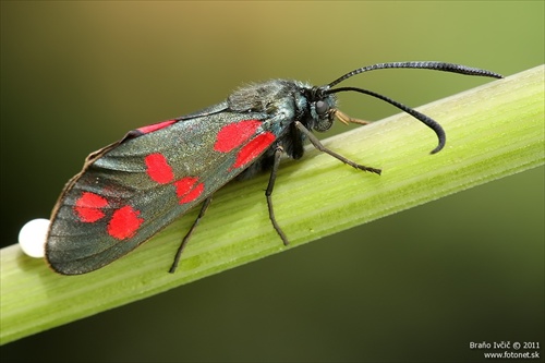 vretienka obyčajná (Zygaena filipendulae)