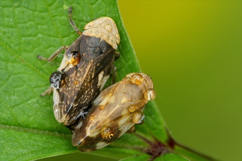 peniarka obyčajná (Philaenus spumarius)