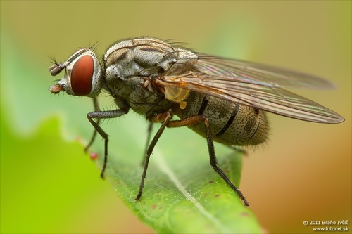 muška jenom Tatranská :) (Haematobosca stimulans)