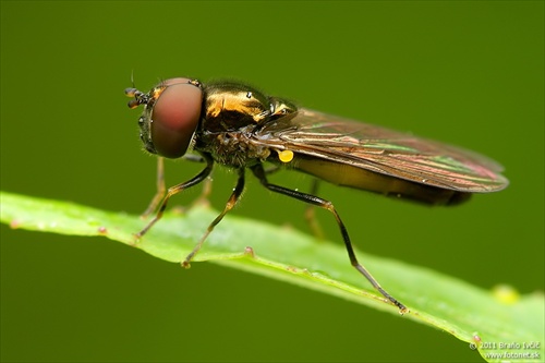 pestrica (Melanostoma cf. mellinum)