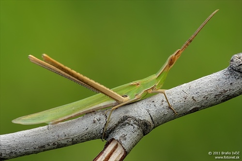 koník z Kréty (Truxalis nasuta)