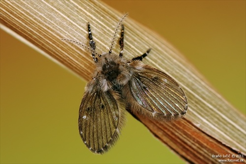 muška záchodová :)) (Clogmia albipunctatus)