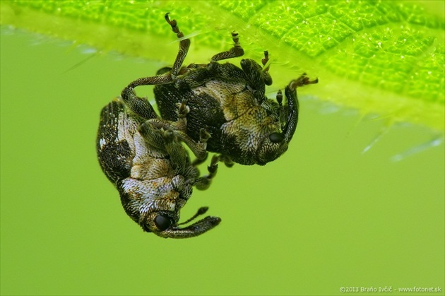 nosánici (Nedyus quadrimaculatus)