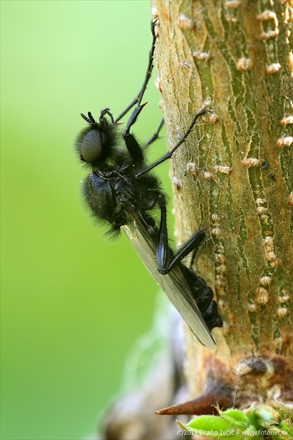 mušica marcová (Bibio marci)