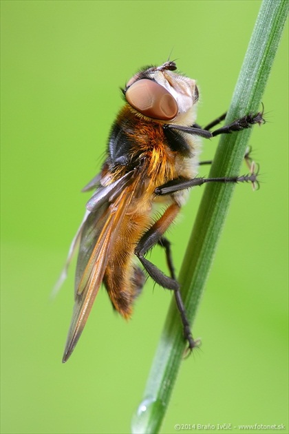 bystruša (Phasia hemiptera)