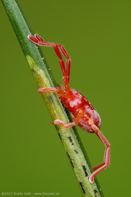 roztočník červený (Trombidium holosericeum )