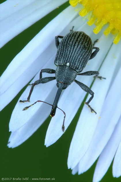 nosáčik (Anthonomus rubi)