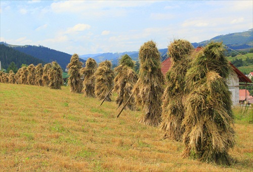 Žatva