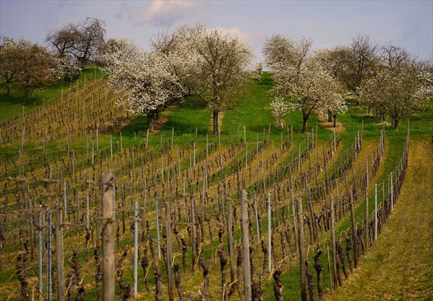 vinice a čerešne