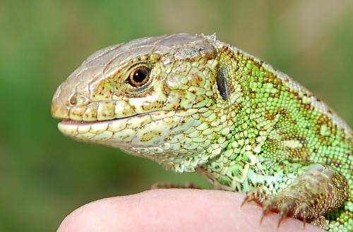 Jašterica zelená - Lacerta viridis