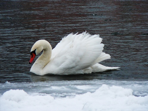 labuť