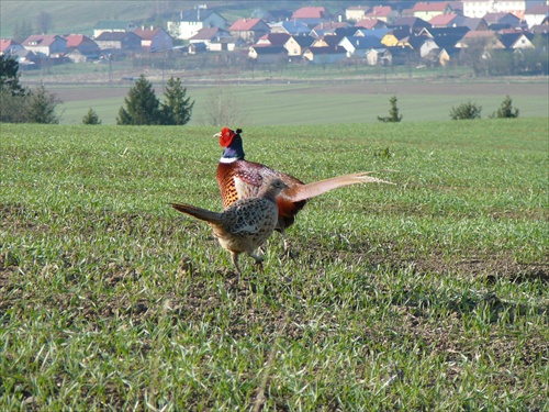 aby som sa zapáčil sliepkam...