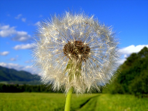 Dandelion