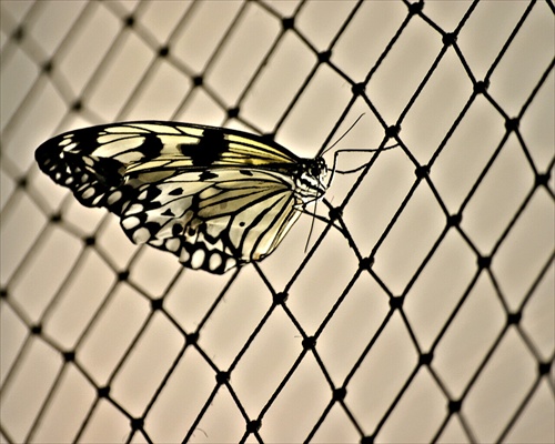 butterfly2