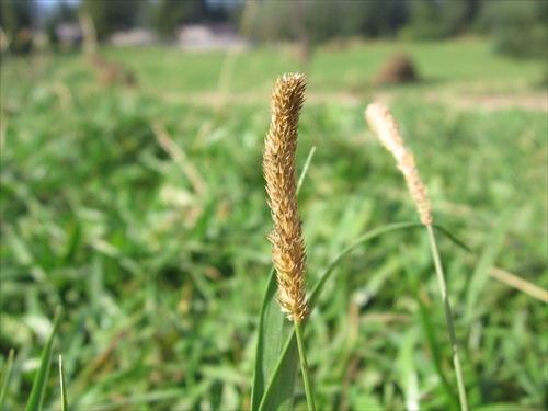 yellow spike