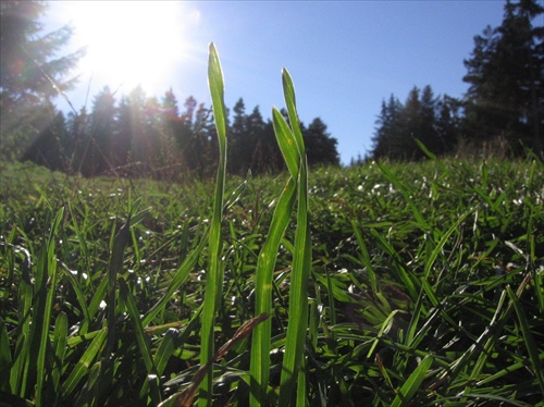 Grass trio