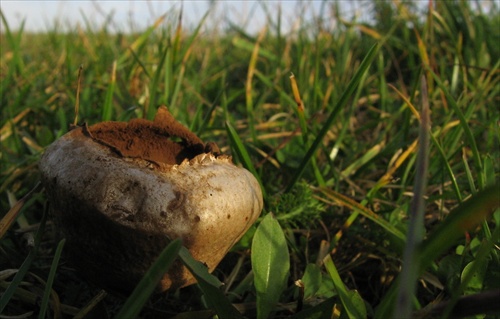 calvatia utriformis - old