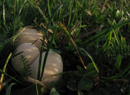 calvatia utriformis - young