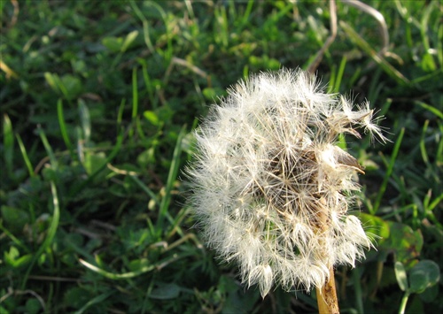 Taraxacum officinale - old