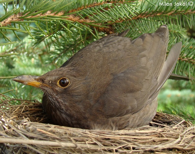 Drozd Čierny samička (Turdus merula)