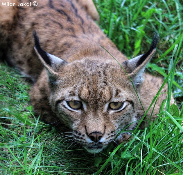 Rys ostrovid (Lynx lynx)