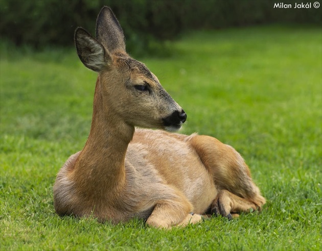 Srna lesná (Capreolus capreolus)